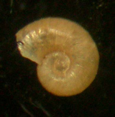 omalogyridae